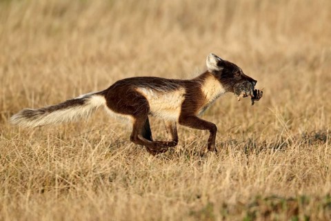 Arctic Fox