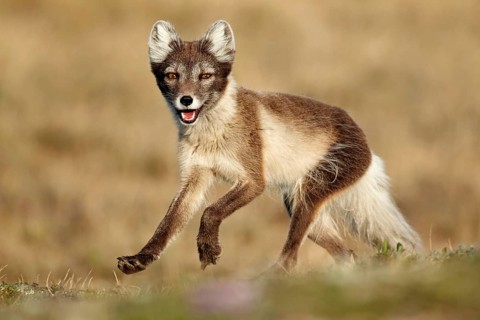 Arctic Fox