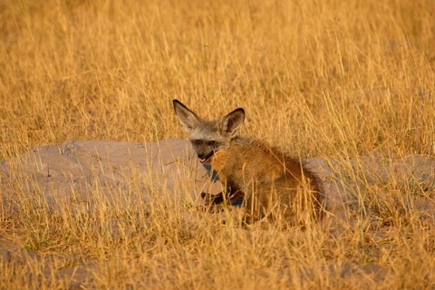 Bat-eared fox