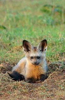 Bat-eared fox