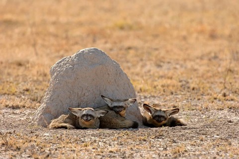 Bat-eared fox