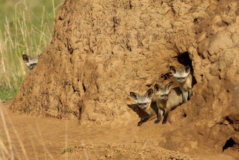 Bat-eared fox cubs