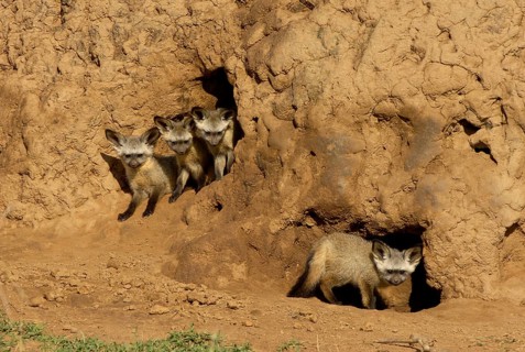 Bat-eared fox cubs
