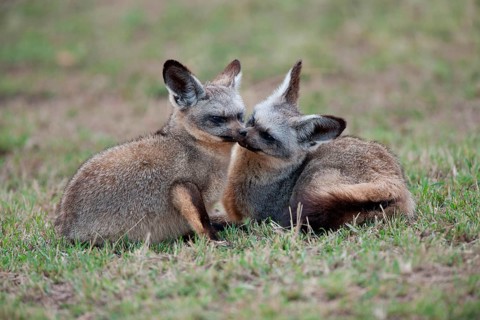 Bat-eared fox