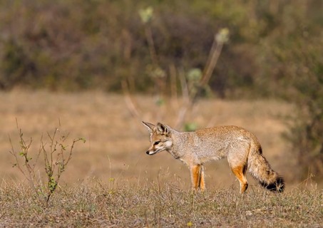 Bengal fox