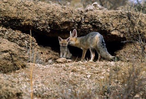 Cape Fox