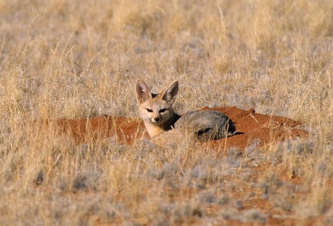 Cape Fox