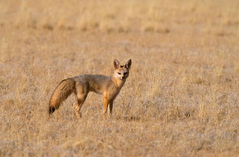 Cape Fox