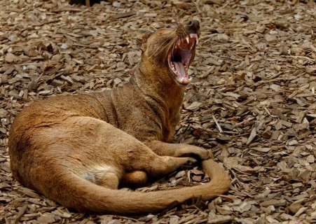 Fossa