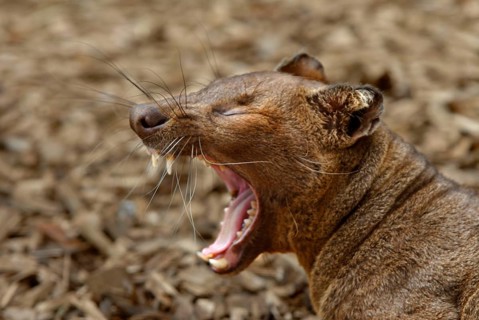 Fossa