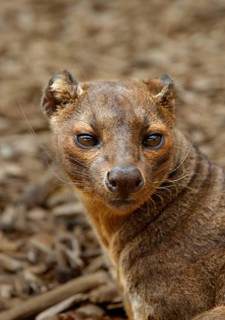 Fossa