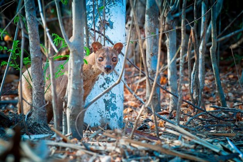Fossa