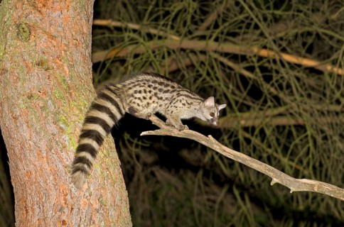 Small-spotted Genet