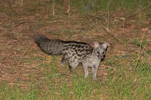 Small-spotted Genet
