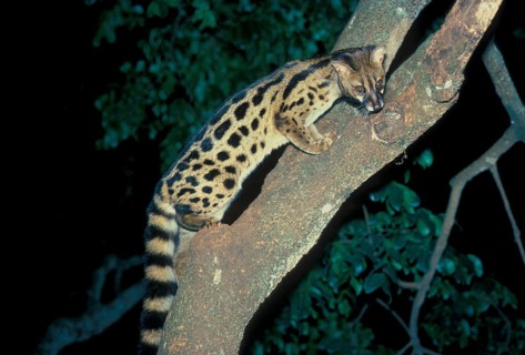 Southern Large Spotted Genet