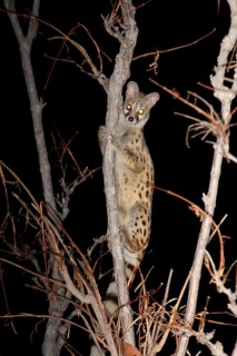 Large-spotted Genet