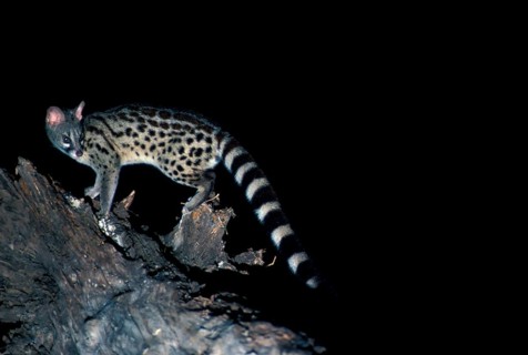 Rusty Spotted Genet