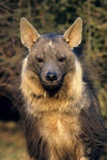 Brown hyena