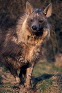 Brown hyena