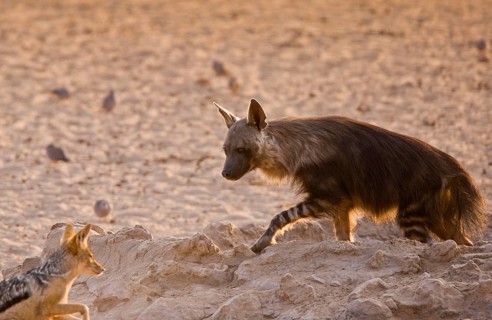 Brown Hyena