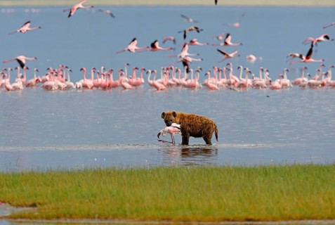 Spotted Hyena