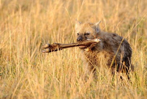Spotted hyena