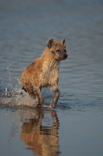 Spotted Hyena