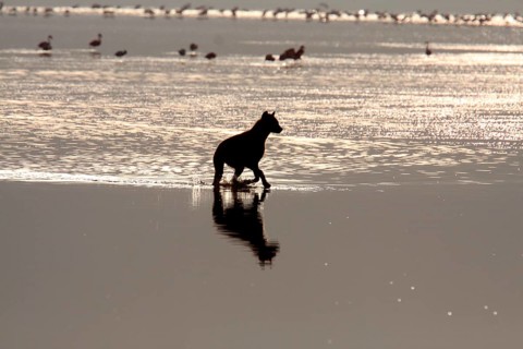 Spotted Hyena