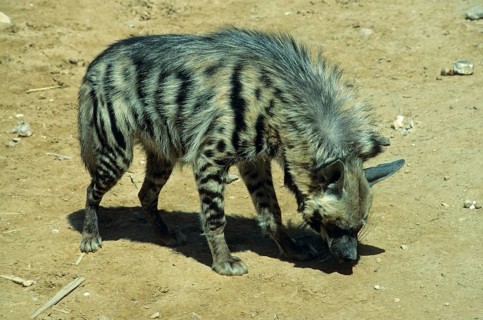 Striped hyena