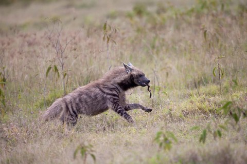 Striped hyenas