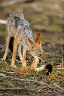 Black-backed Jackal