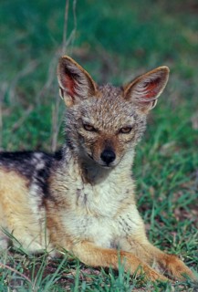 Black-backed jackals