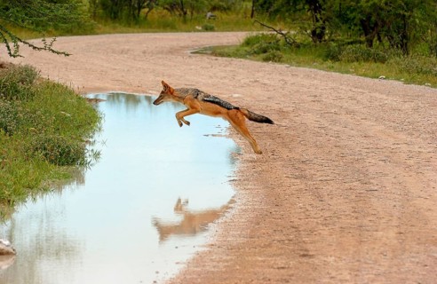 Black-backed jackals