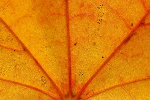 Norway maple