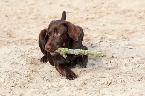 Labrador Retriever