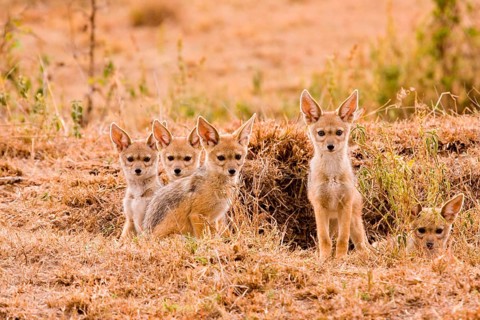 Black-backed jackals