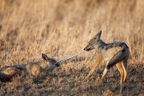 Black-backed Jackal
