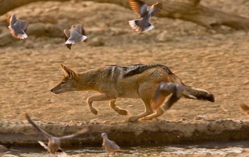 Black-backed Jackal