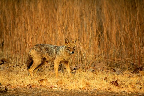 Golden Jackal