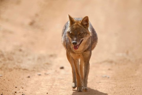 Golden Jackal