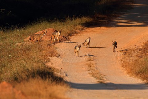 Golden Jackal