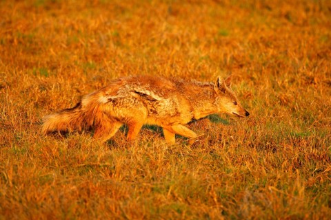 Side-striped jackal