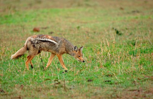 Side-striped jackal