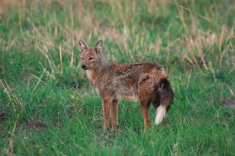 Side-striped jackal