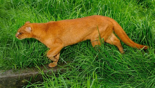 Jaguarundi