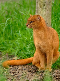 Jaguarundi