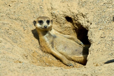 Meerkats