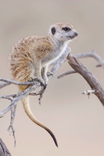 Meerkats