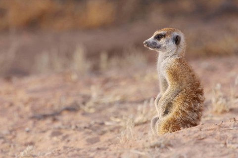 Meerkats
