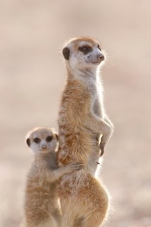 Meerkats